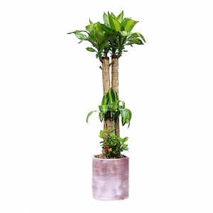 [(ڱ)]  